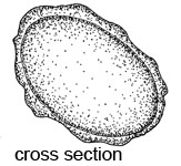 Hydnotryopsis setchellii