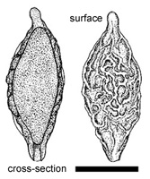 Hymenogaster boozeri 