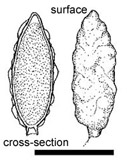 Hysterangium coriaceum