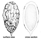 Kjeldsenia aurispora