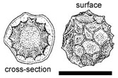 Leucogaster rubescens 