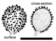 Macowanites chlorinosmus