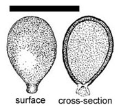Melanogaster tuberiformis 
