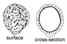 Mycolevis siccigleba
