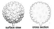 Neosecotium macrosporum