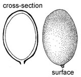 Nivatogastrium nubigenum