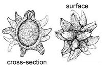 Neosecotium macrosporum 