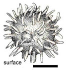 Pachyphloeus melanoxanthus 