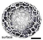 Paradoxa monospora