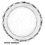 Paradoxa monospora spore