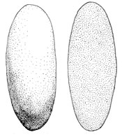 Phallogaster saccatus