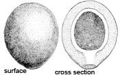Podaxis pistillaris