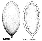 Protogautieria substriata