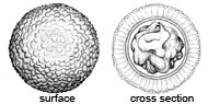 Reddellomyces magnisporus