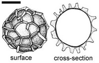 Ruhlandiella berolinensis