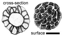 Scleroderma hypogaeum