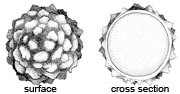 Sclerogaster compactus