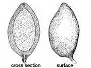 Sedecula pulvinata