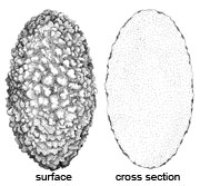 Sphaerozone ellipsosporum