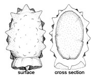 Stephanospora caroticolor