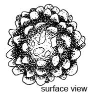 Terfezia spinosa