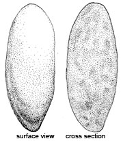 Torrendia pulchella