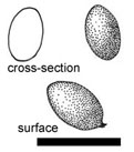 Truncocolumella citrina