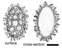 Tuber maculatum
