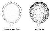 Wakefieldia macrospora