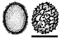Choiromyces alveolatus 