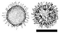 Choiromyces venosus 