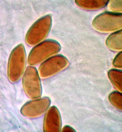 Amogaster viridigleba