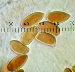 Amogaster viridigleba