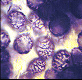 Gastrolactarius crassa