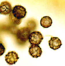 Gastrolactarius lactarioides