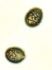 Gastrolactarius parva
