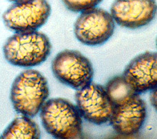 Gastrolactarius sp.
