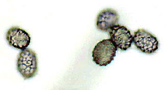 Gastrolactarius sp.