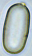 Balsamia magnata