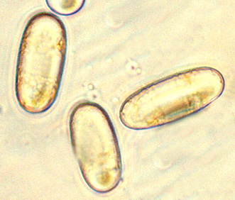 Balsamia vulgaris