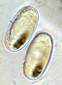 Barrsia oregonensis