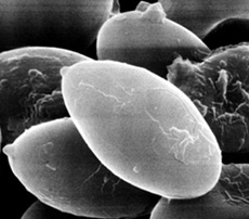 Brauniellula nancyae 