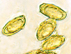 Brauniellula albipes 