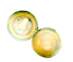 Carbomyces emergens