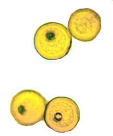 Carbomyces emergens