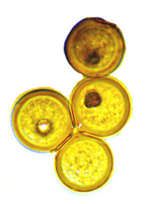 Carbomyces emergens