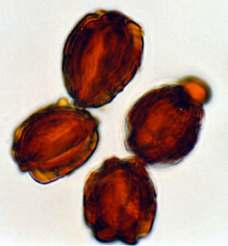 Chamonixia caespitosa