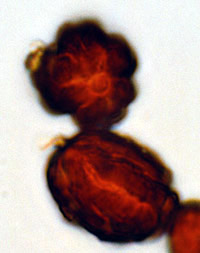 Chamonixia caespitosa