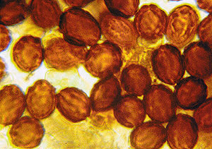 Chamonixia caespitosa
