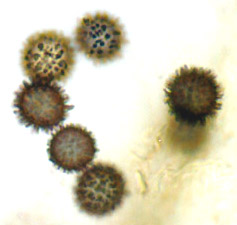 Cystangium seminudum